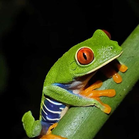 Casa Artavia Villa Tortuguero Ngoại thất bức ảnh